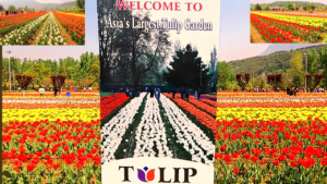 tulip garden