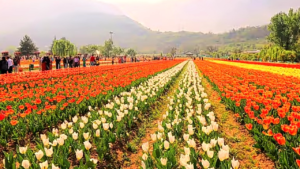 tulip garden