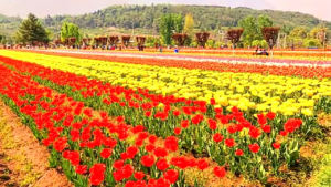 tulip garden